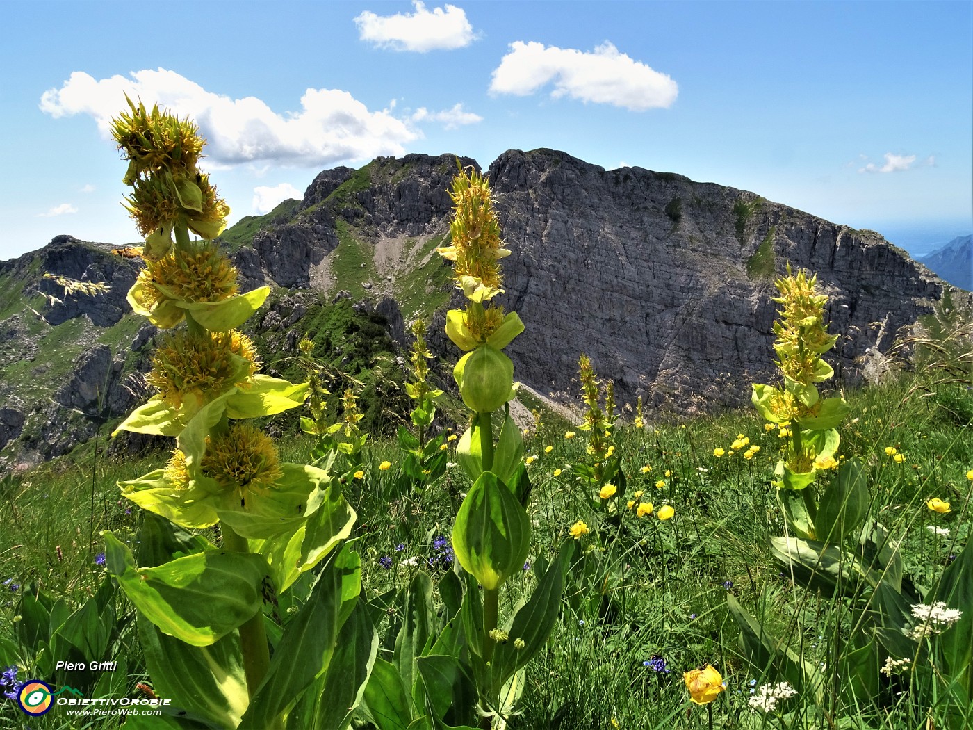 61 Genziana gialla (Gentiana lutea) con vista verso lo Zucco Barbesino.JPG